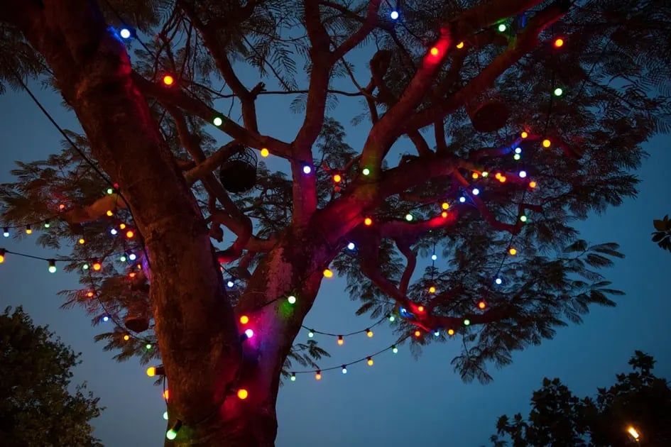 Coming to Our Senses